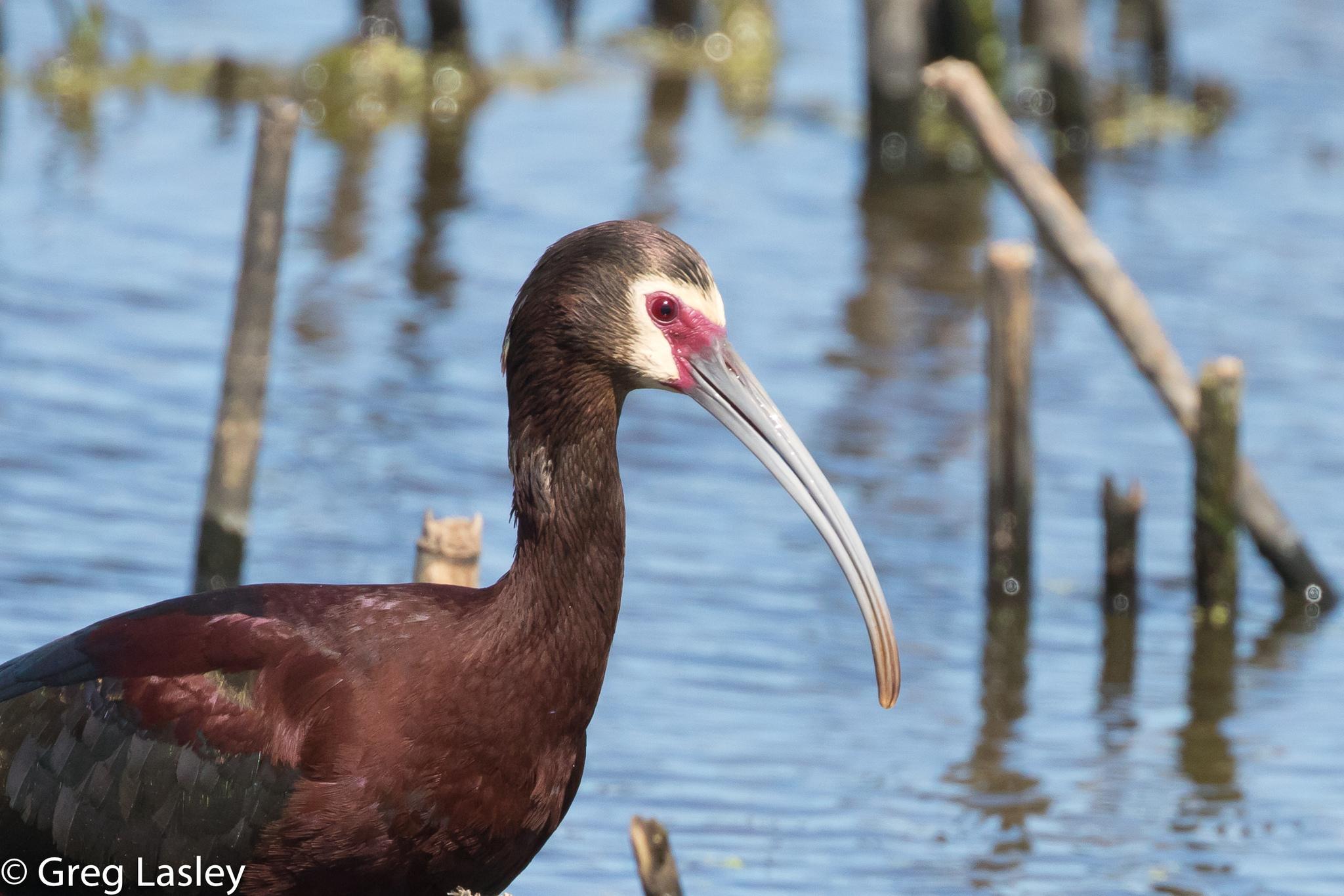 Ibis Ojos Rojos