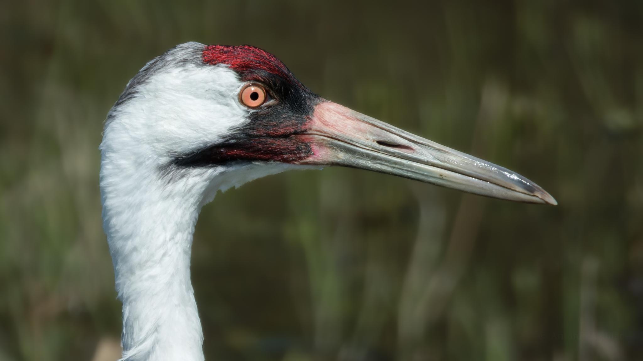 Grulla blanca