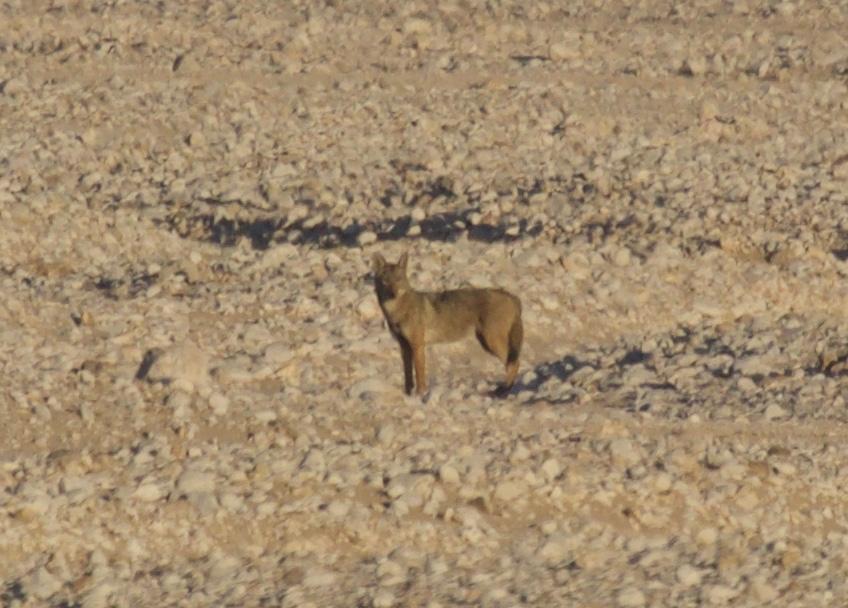 Chacal gris