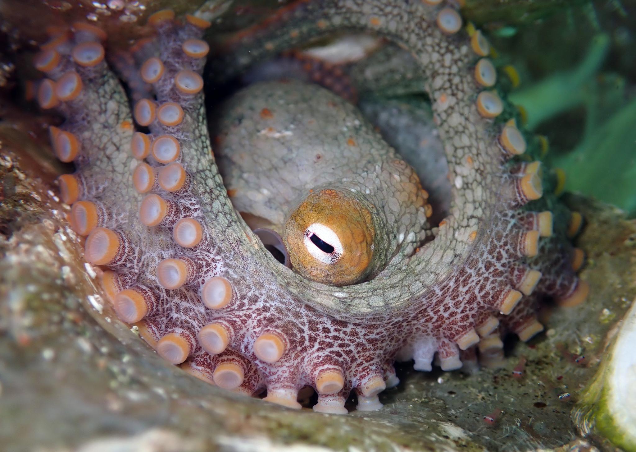 Pulpo de dos manchas californiano