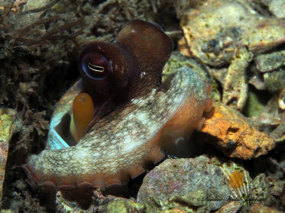 American Octopus