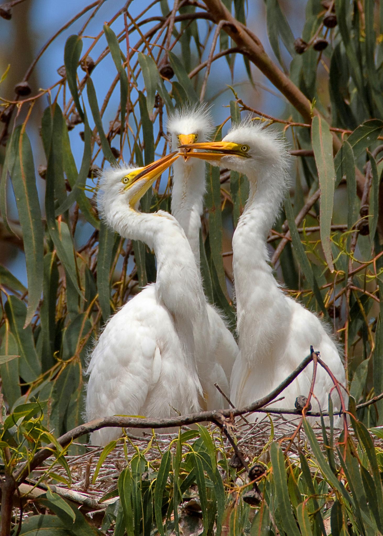 Garza blanca