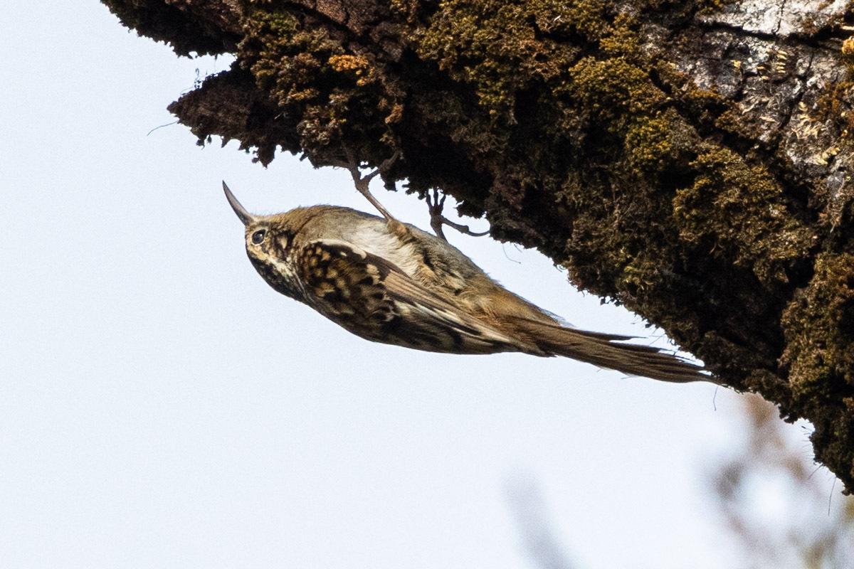 Hume's Treecreeper