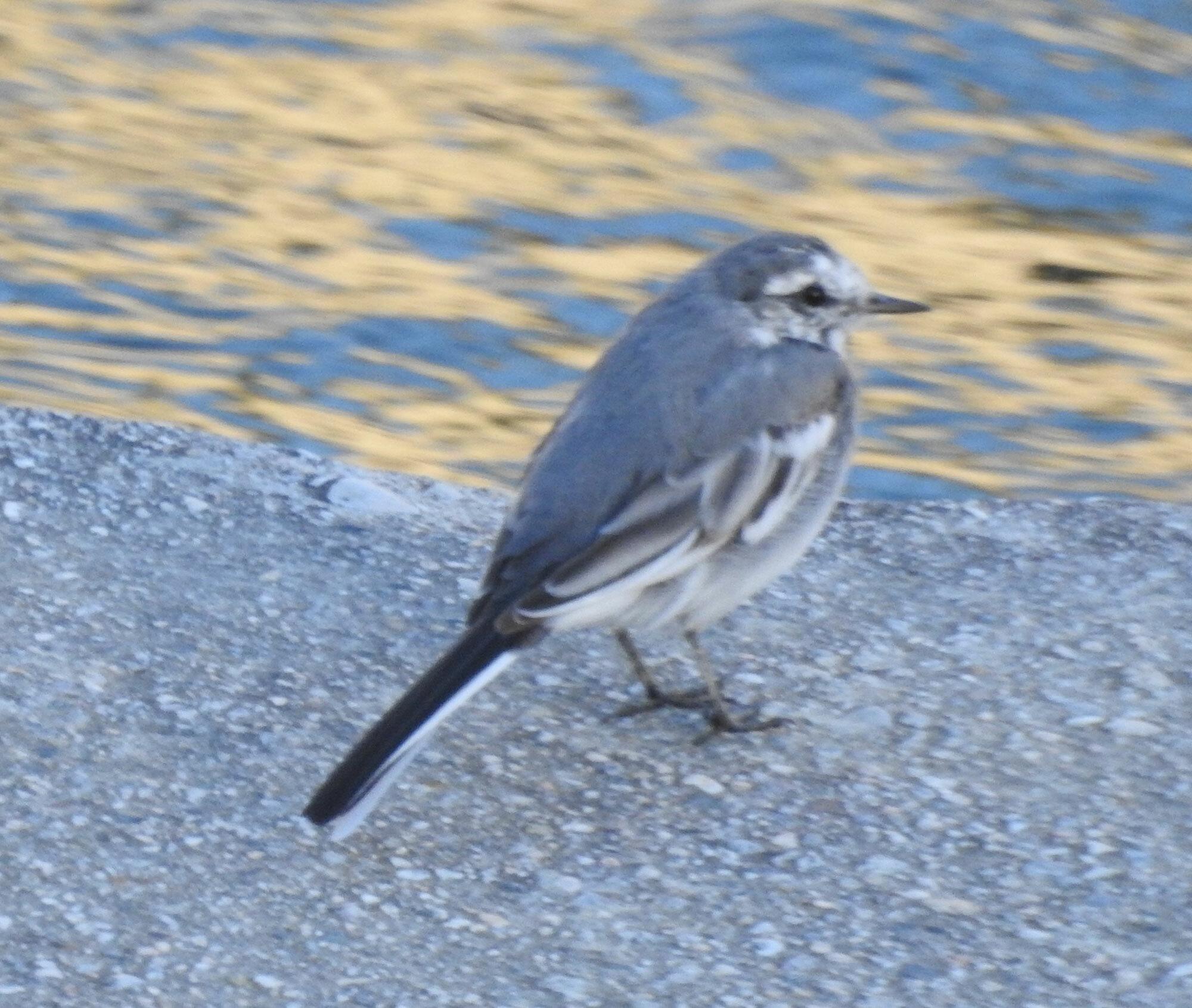 Lavandera blanca