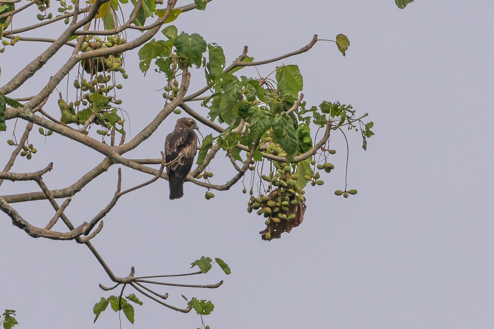 Águila papú