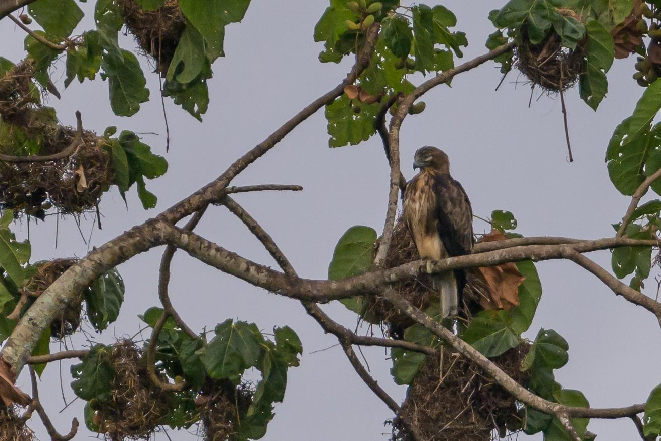 Águila papú