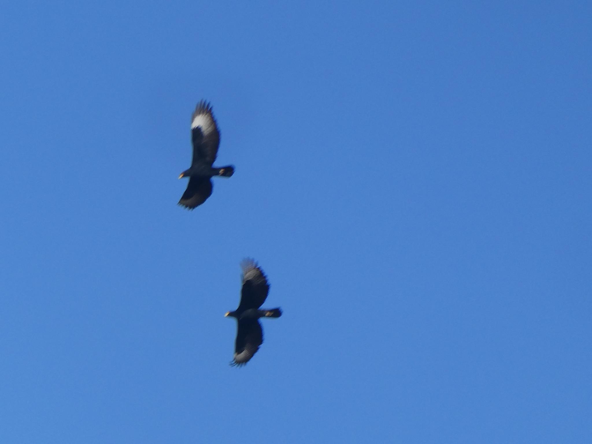 Águila cafre