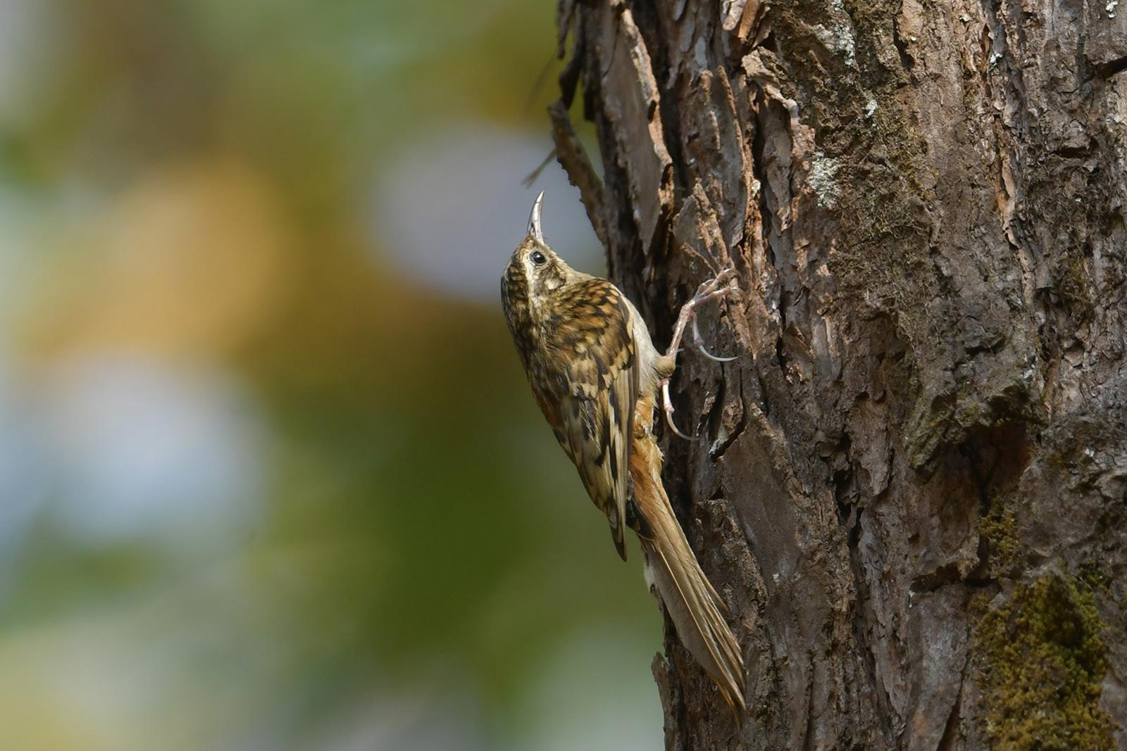 Hume's Treecreeper