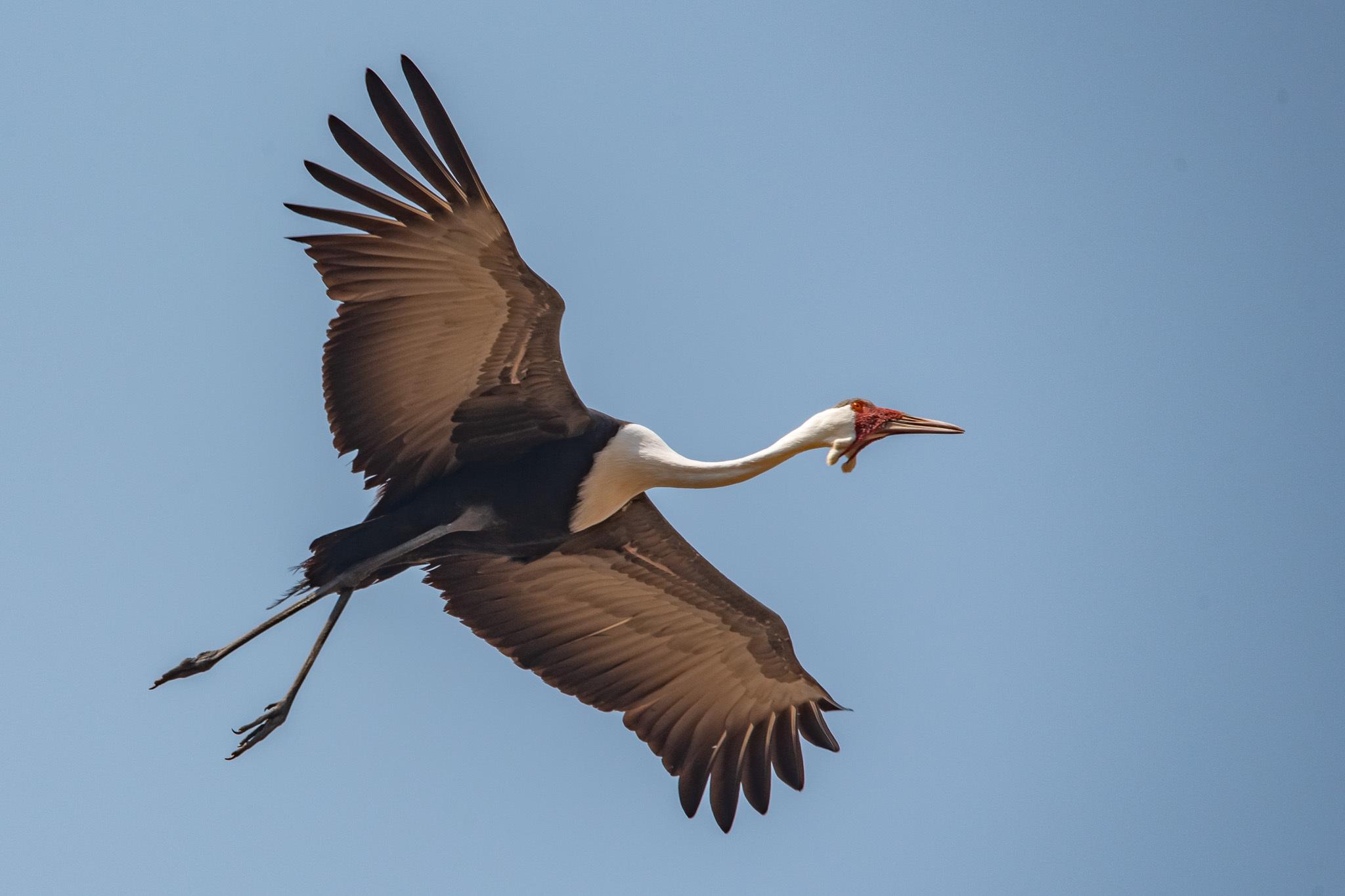Grulla Carunculada