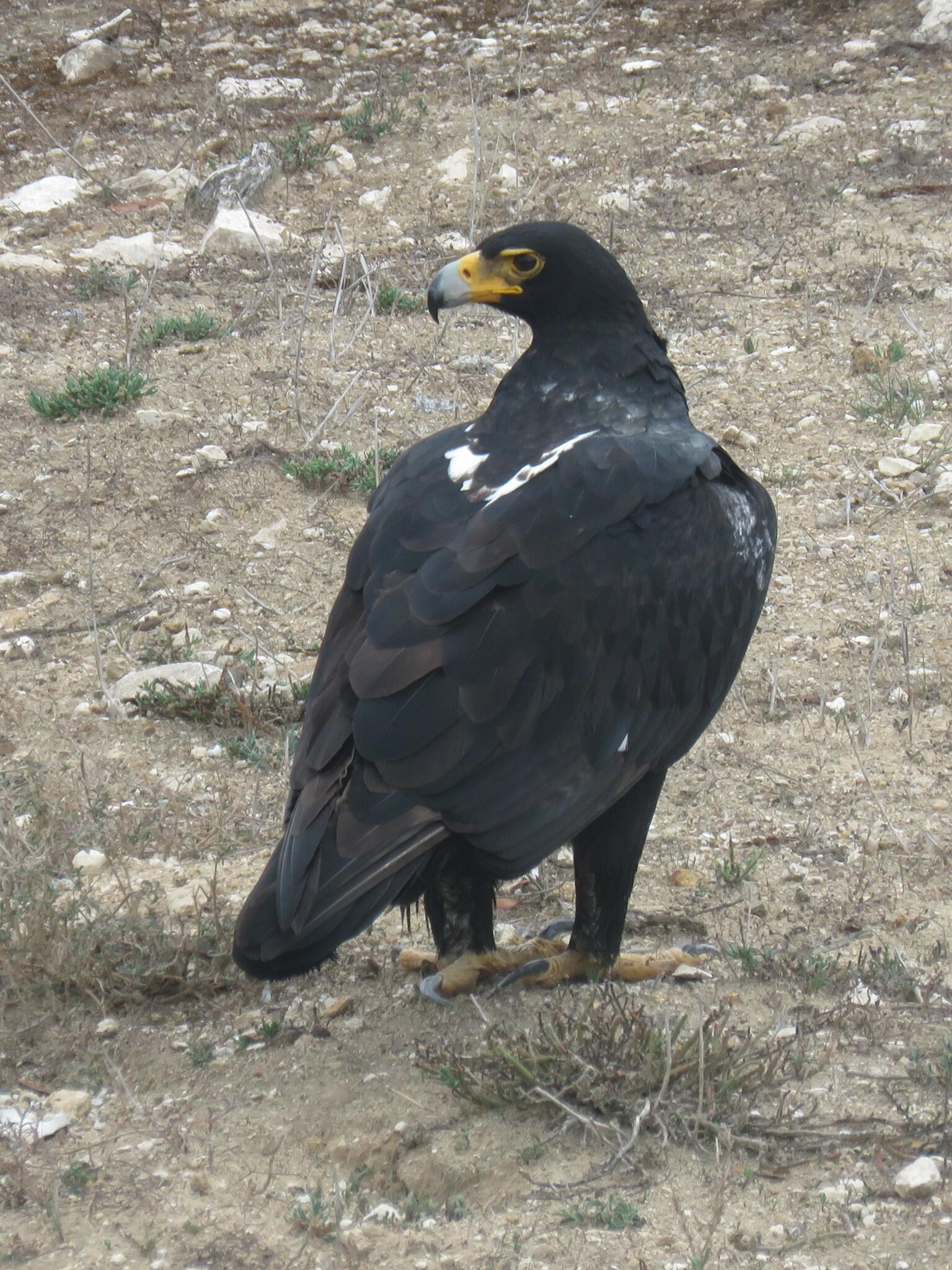 Águila cafre