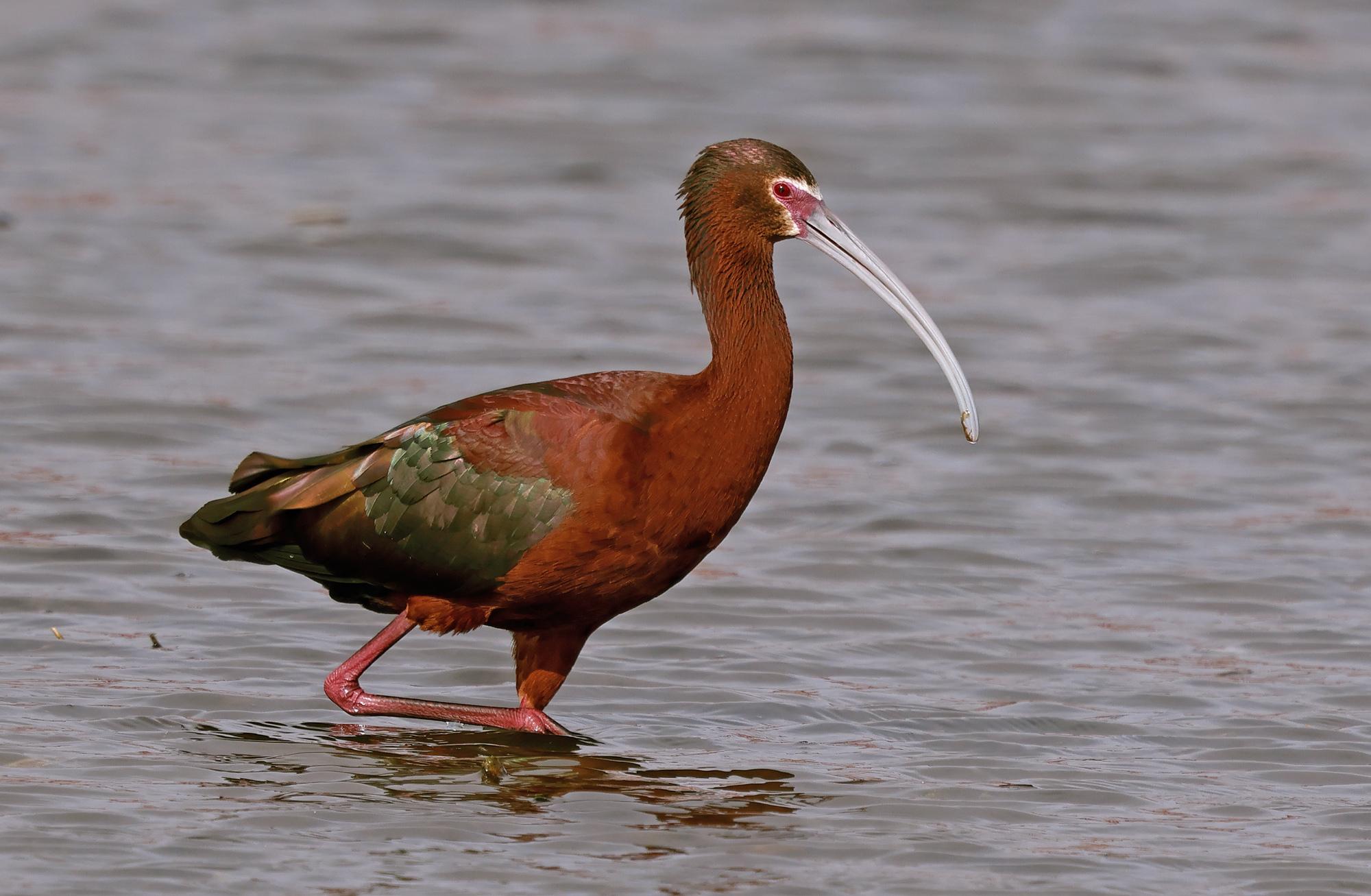 Ibis Ojos Rojos