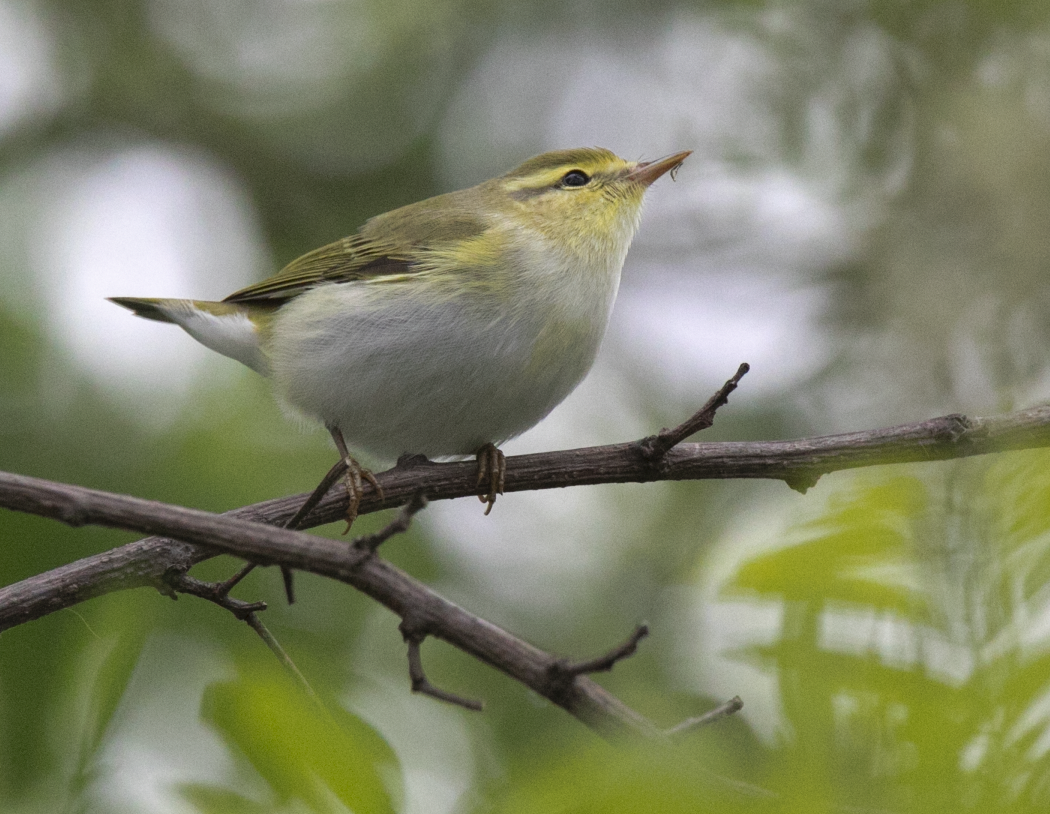 Mosquitero silbador