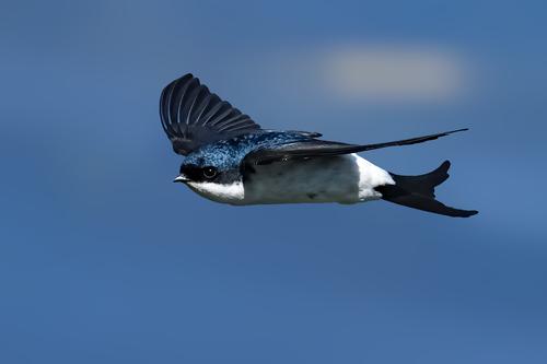 Western House Martin