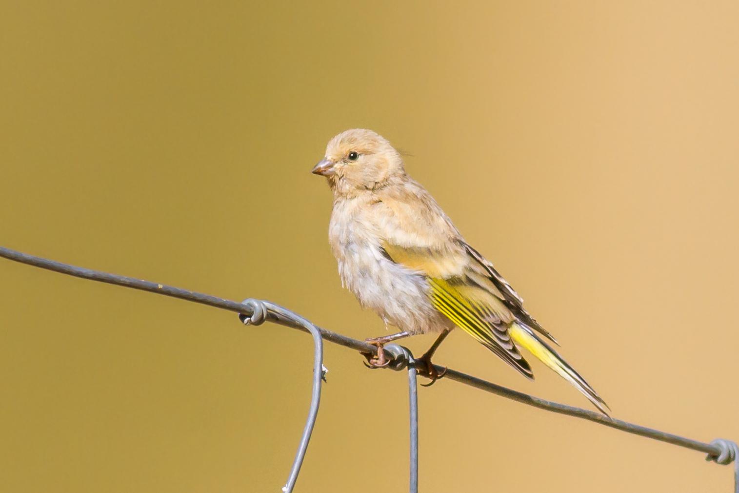 Syrian Serin