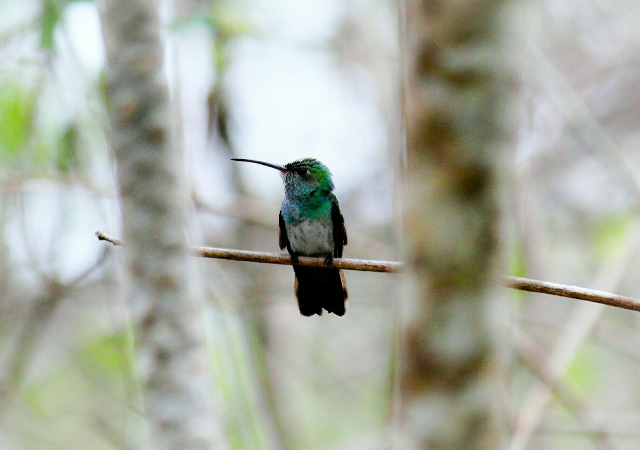 Honduran Emerald
