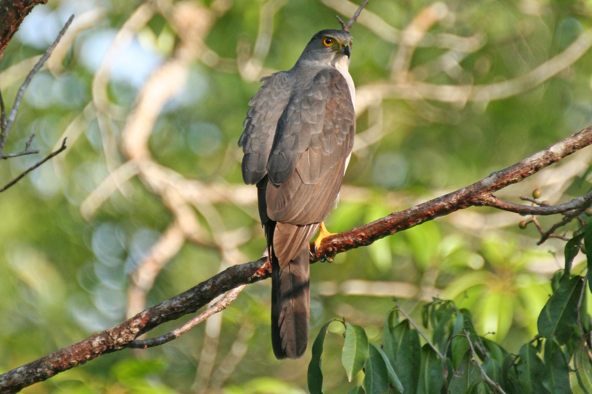 Azor Bicolor