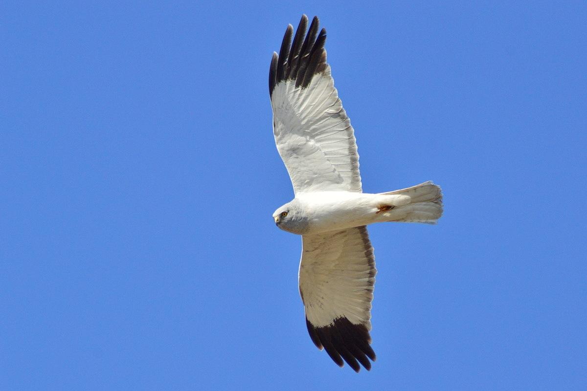 Aguilucho pálido