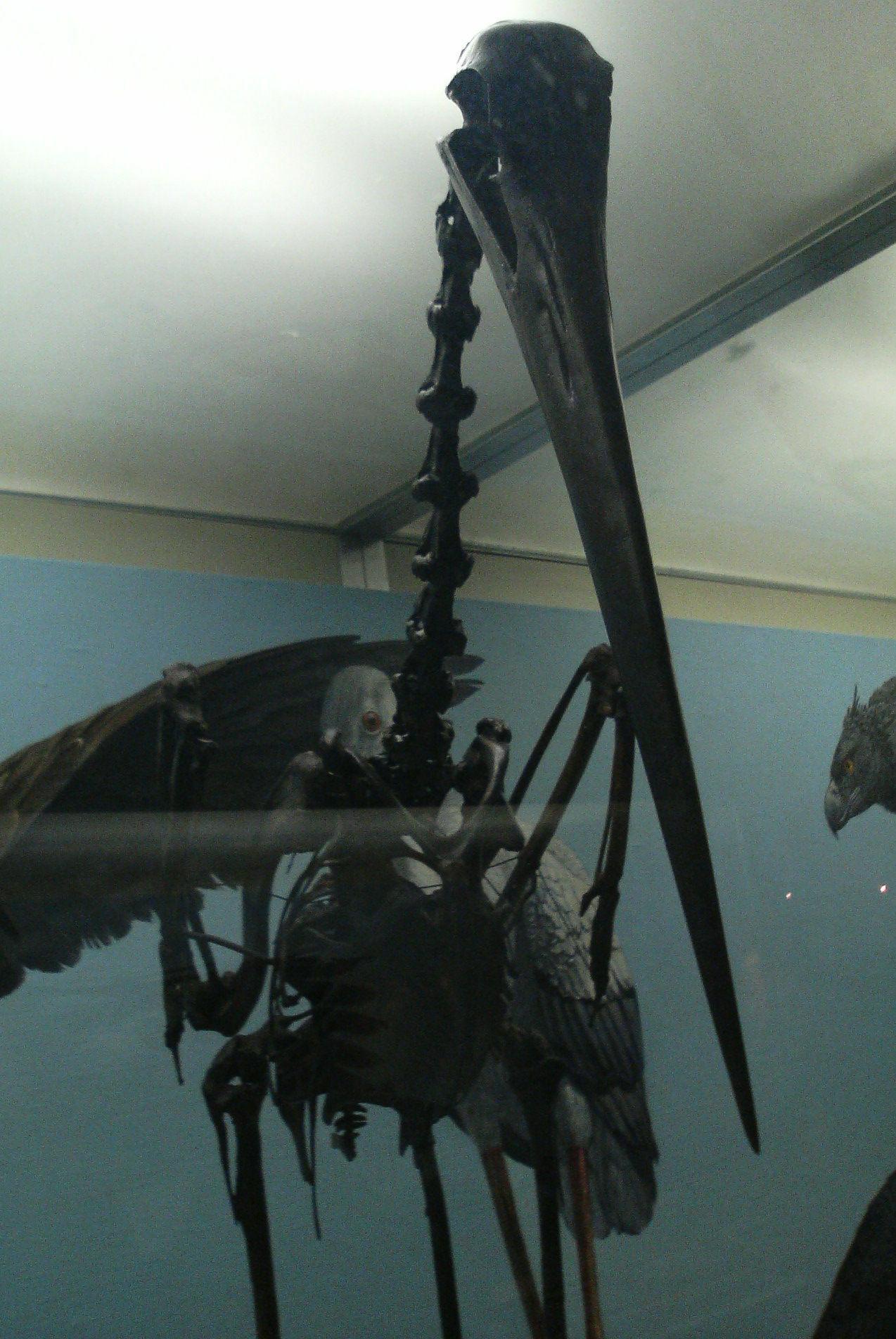 Cigüeña de La Brea