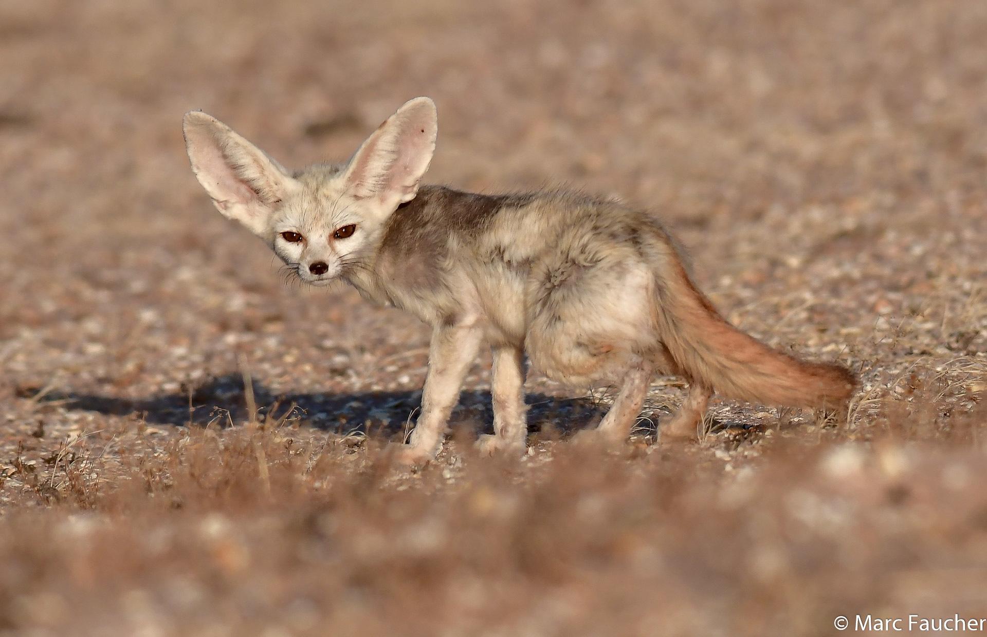 Fennec Fox