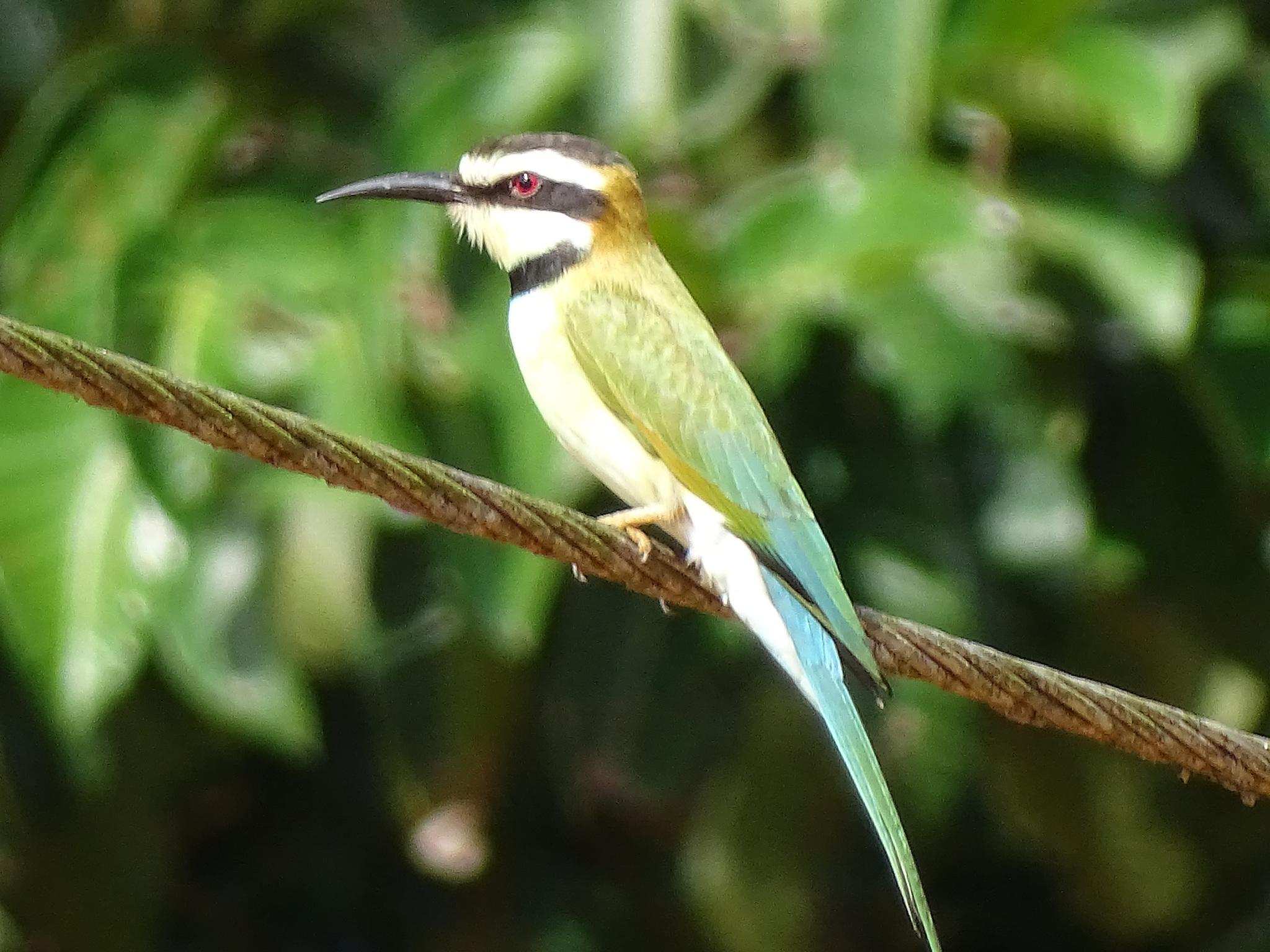 Abejaruco Gorgiblanco