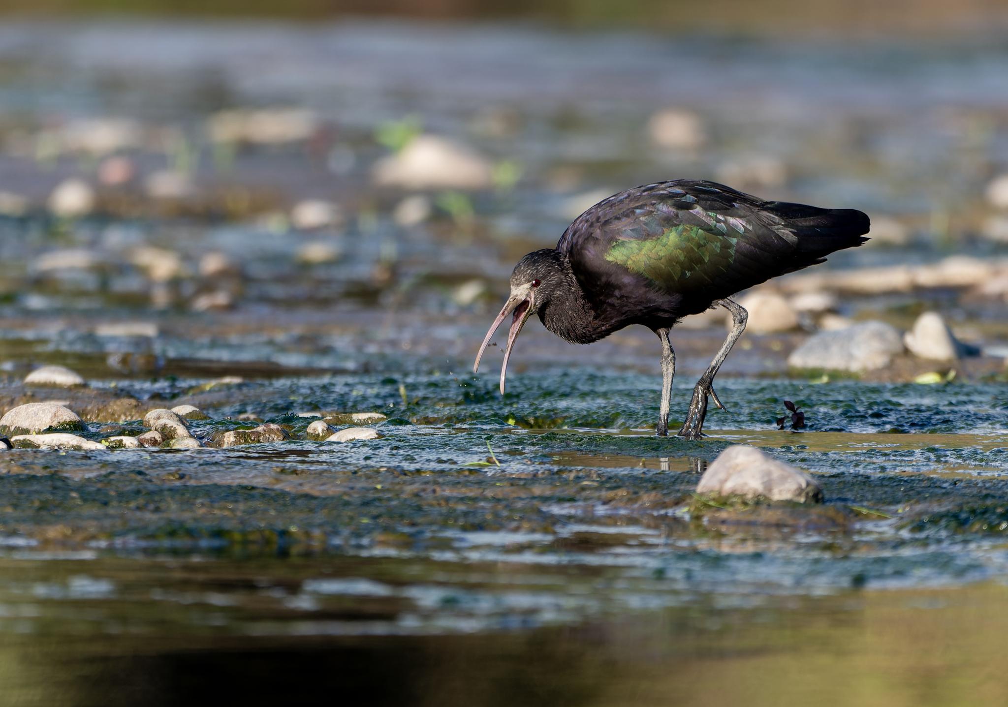 Puna Ibis