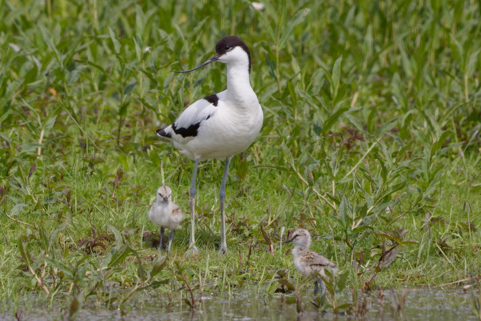 Avoceta Común