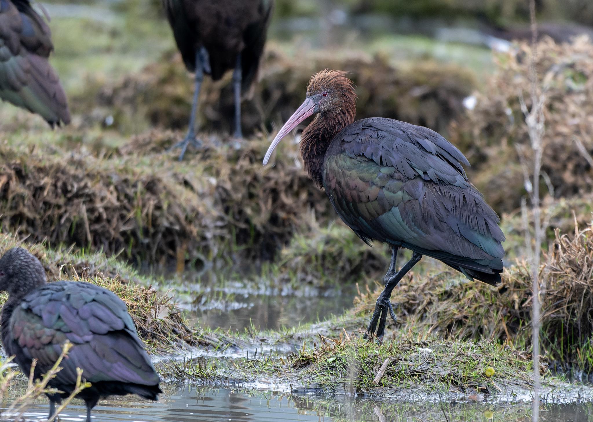 Puna Ibis