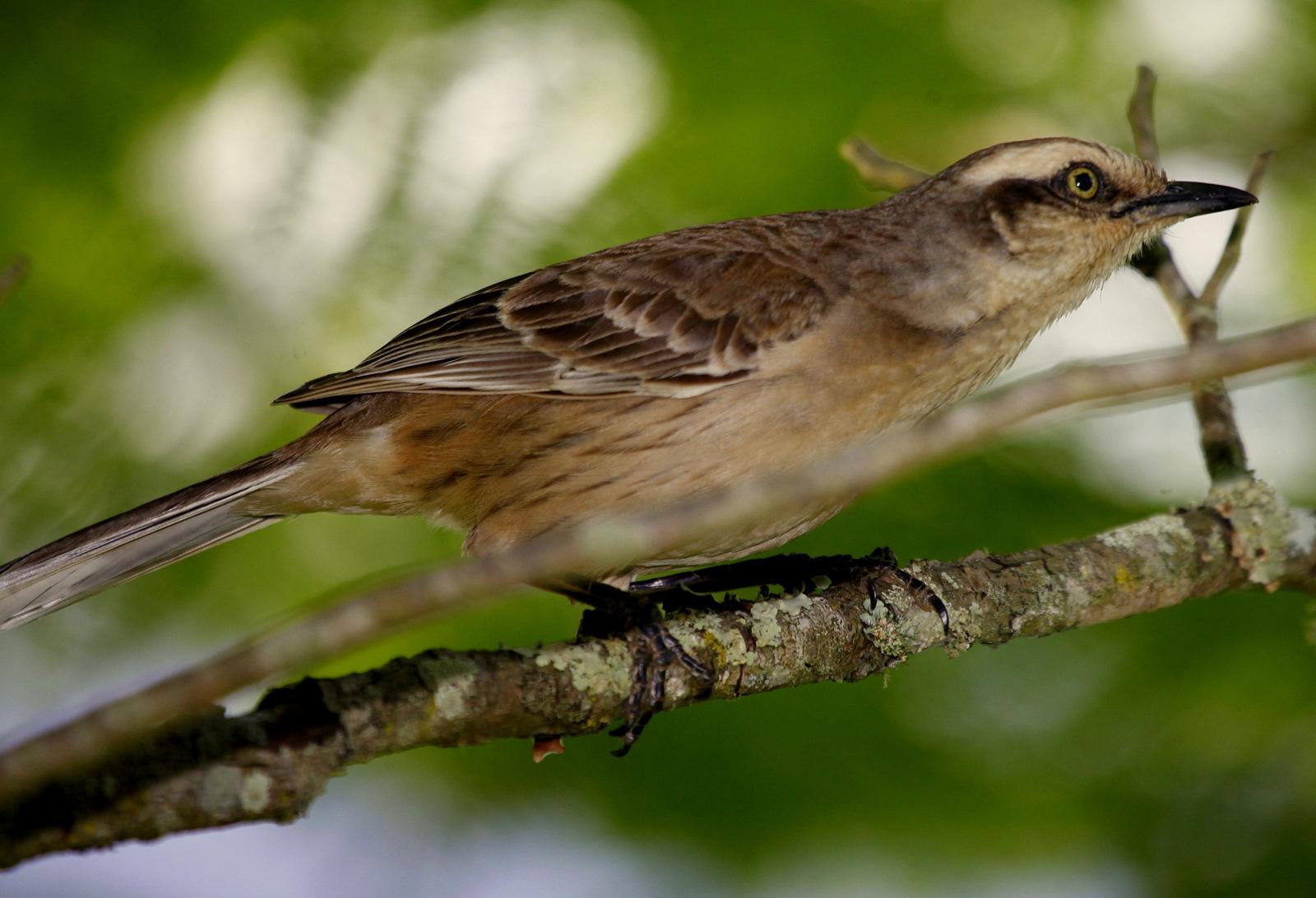 Chalk-browed Mockingbird