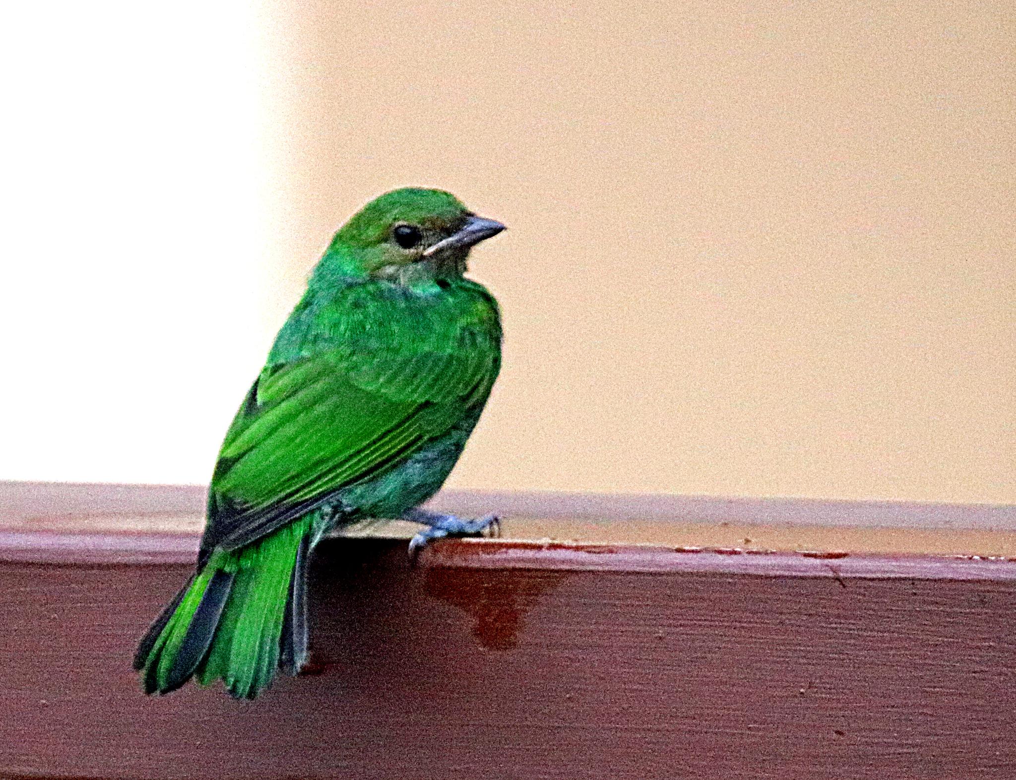Bay-headed Tanager