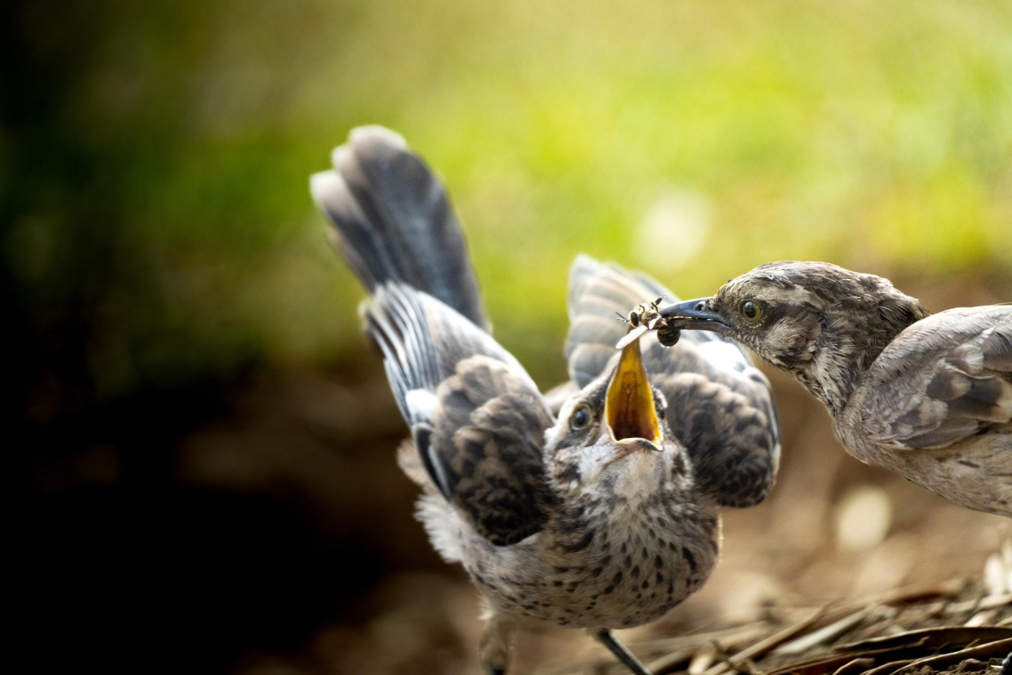 Long-tailed Mockingbird