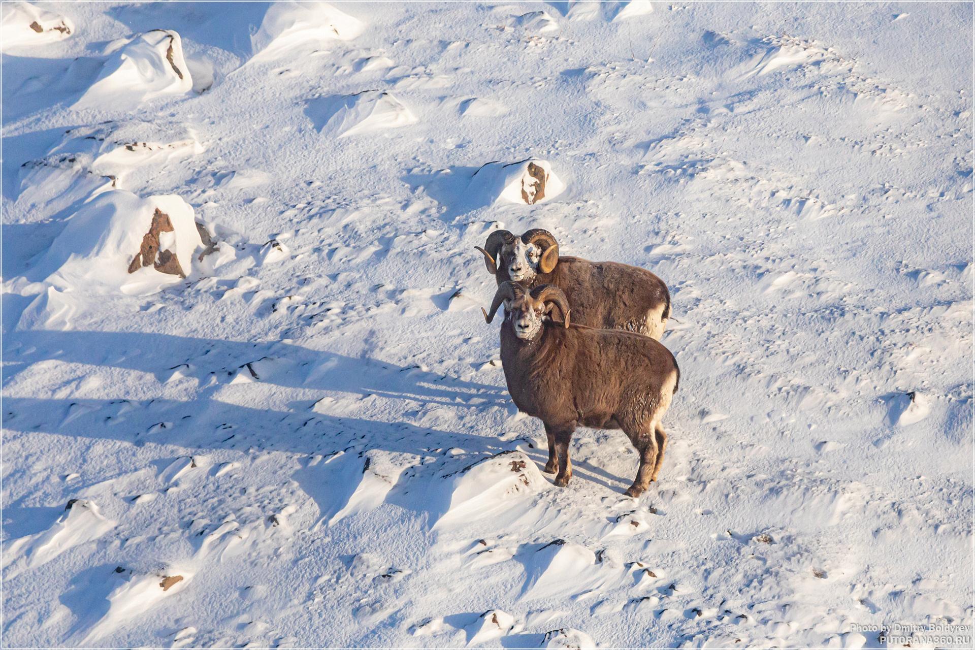 Oveja de las nieves