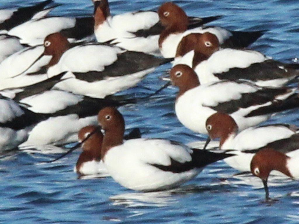 Avoceta Australiana