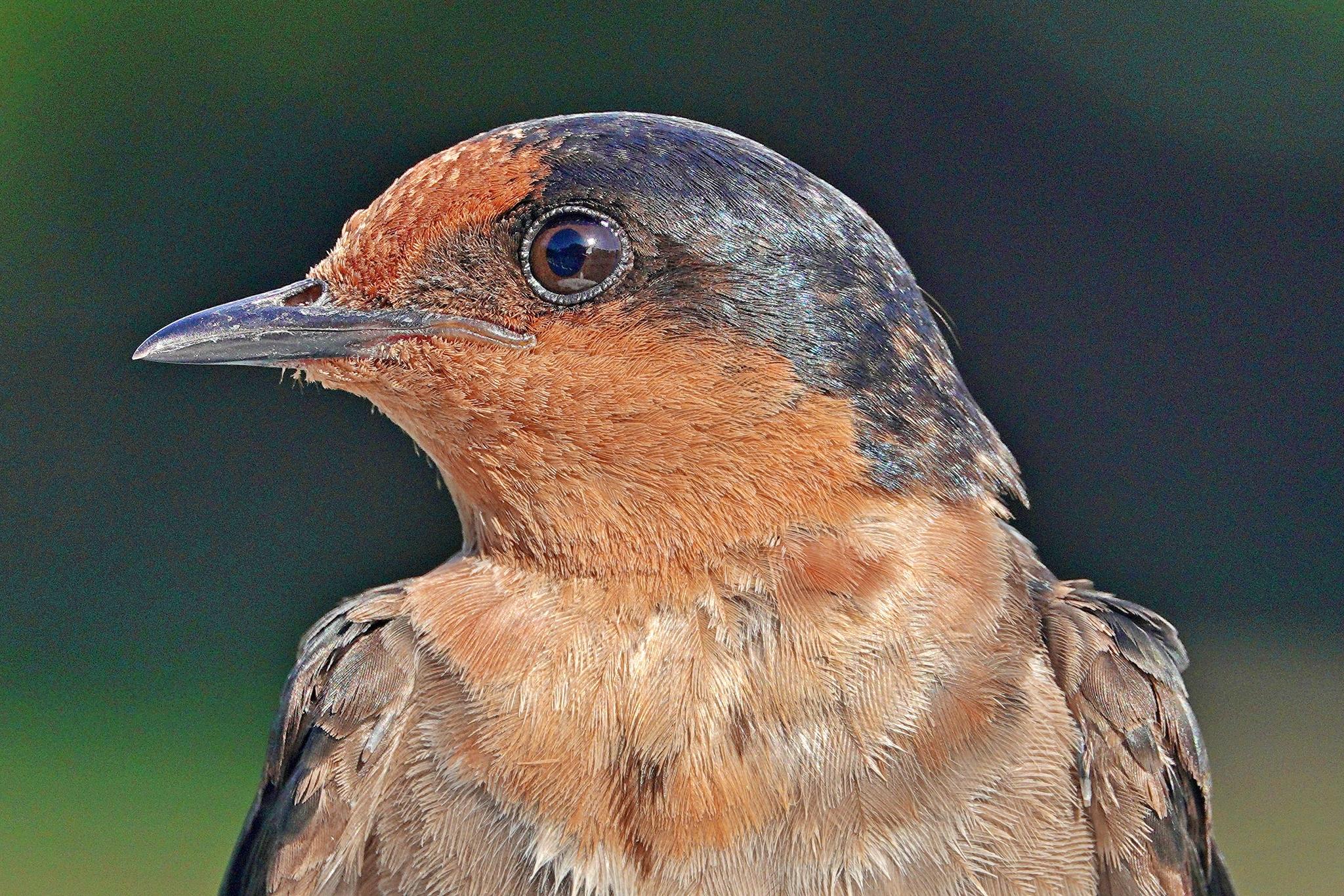 Golondrina del Pacífico