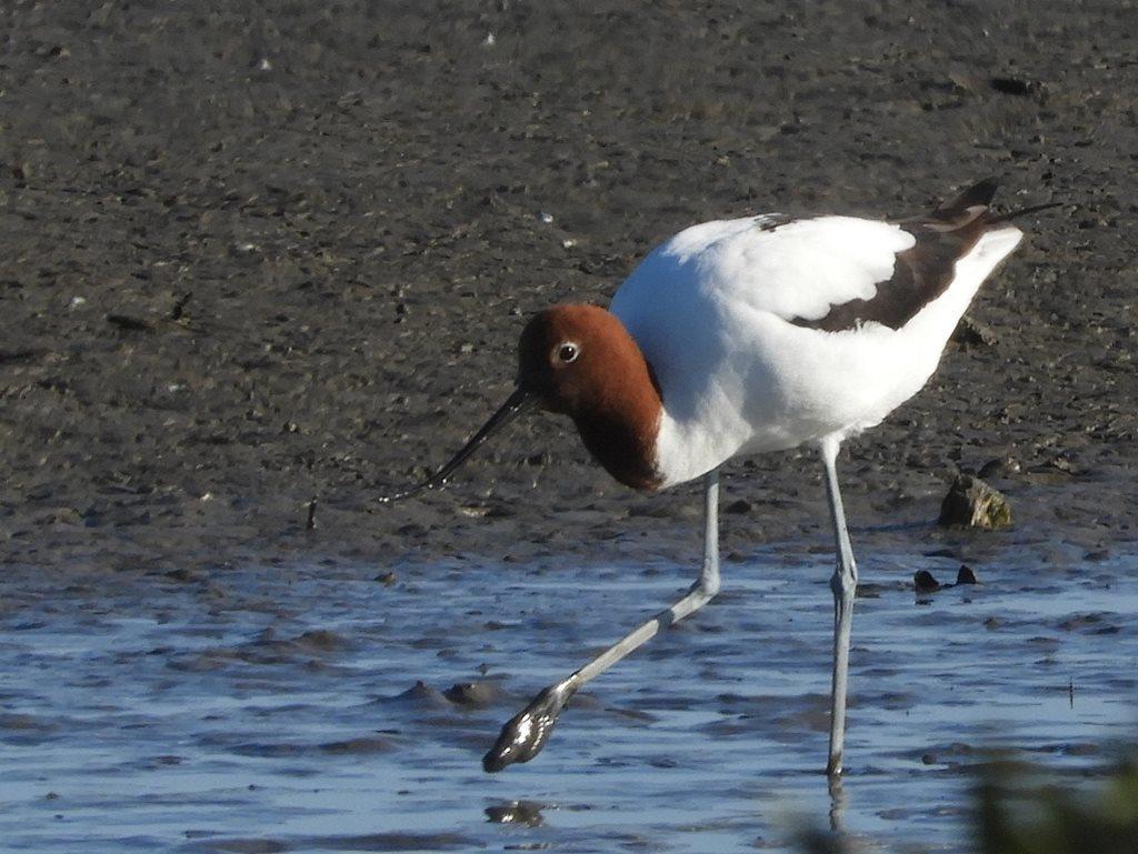 Avoceta Australiana