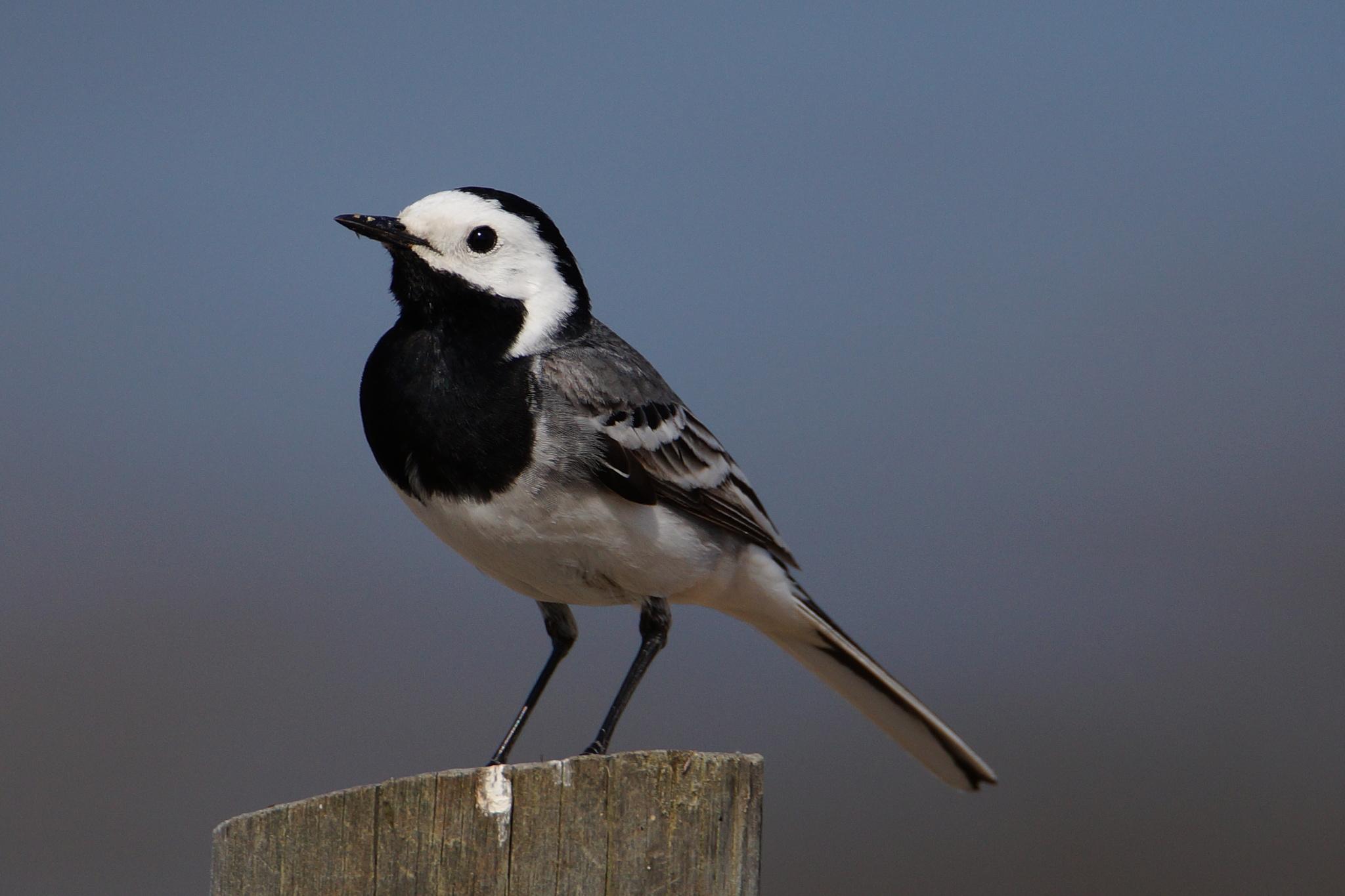Lavandera blanca