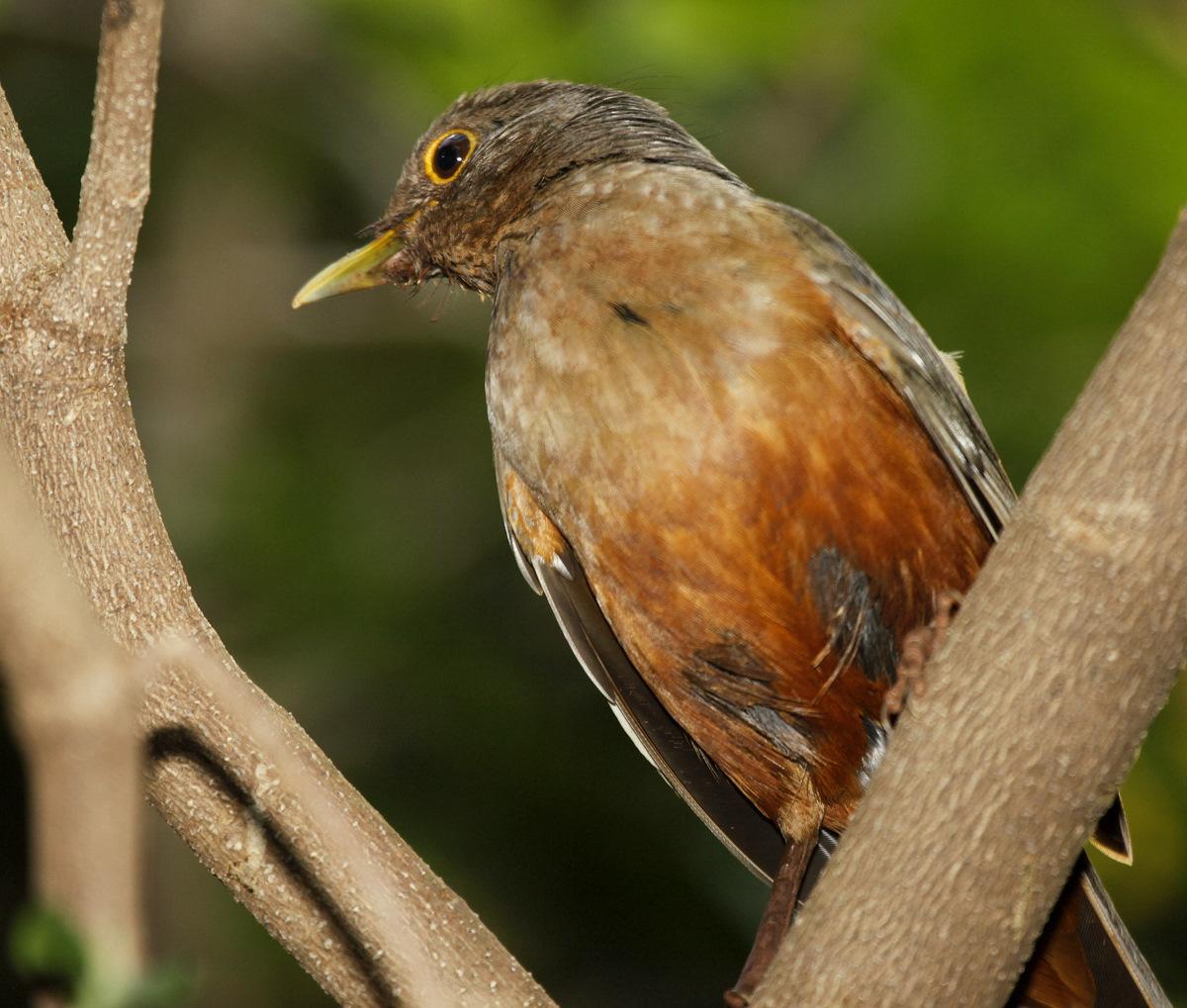 Zorzal colorado