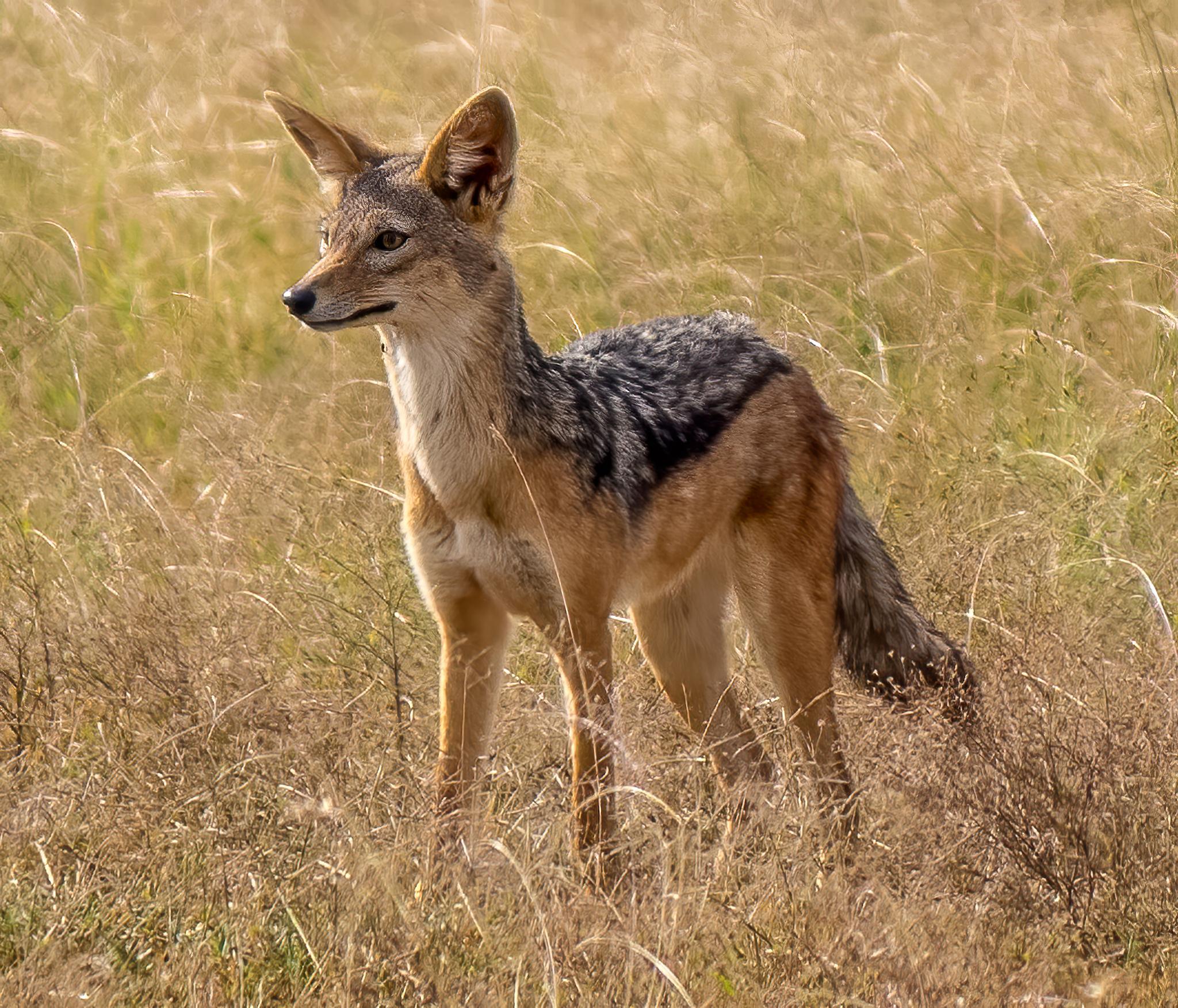 Perros, lobos, chacales y zorros