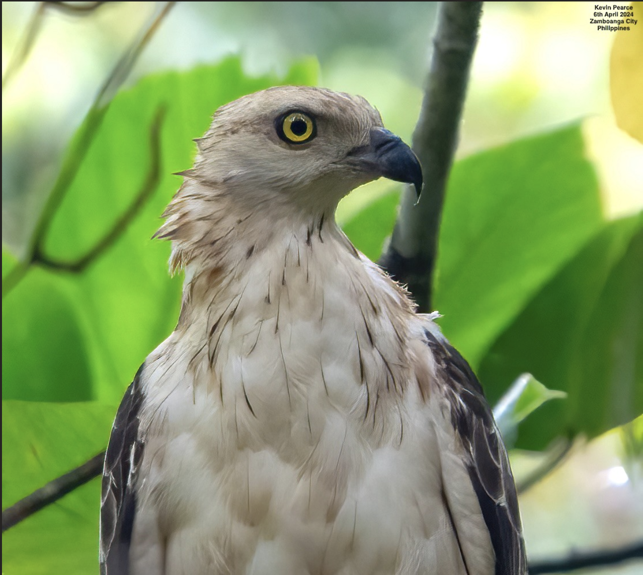 Abejero de Filipinas