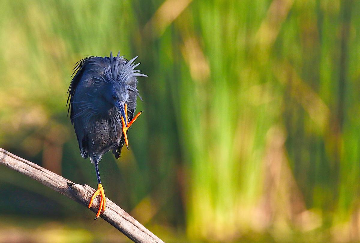 Black Heron