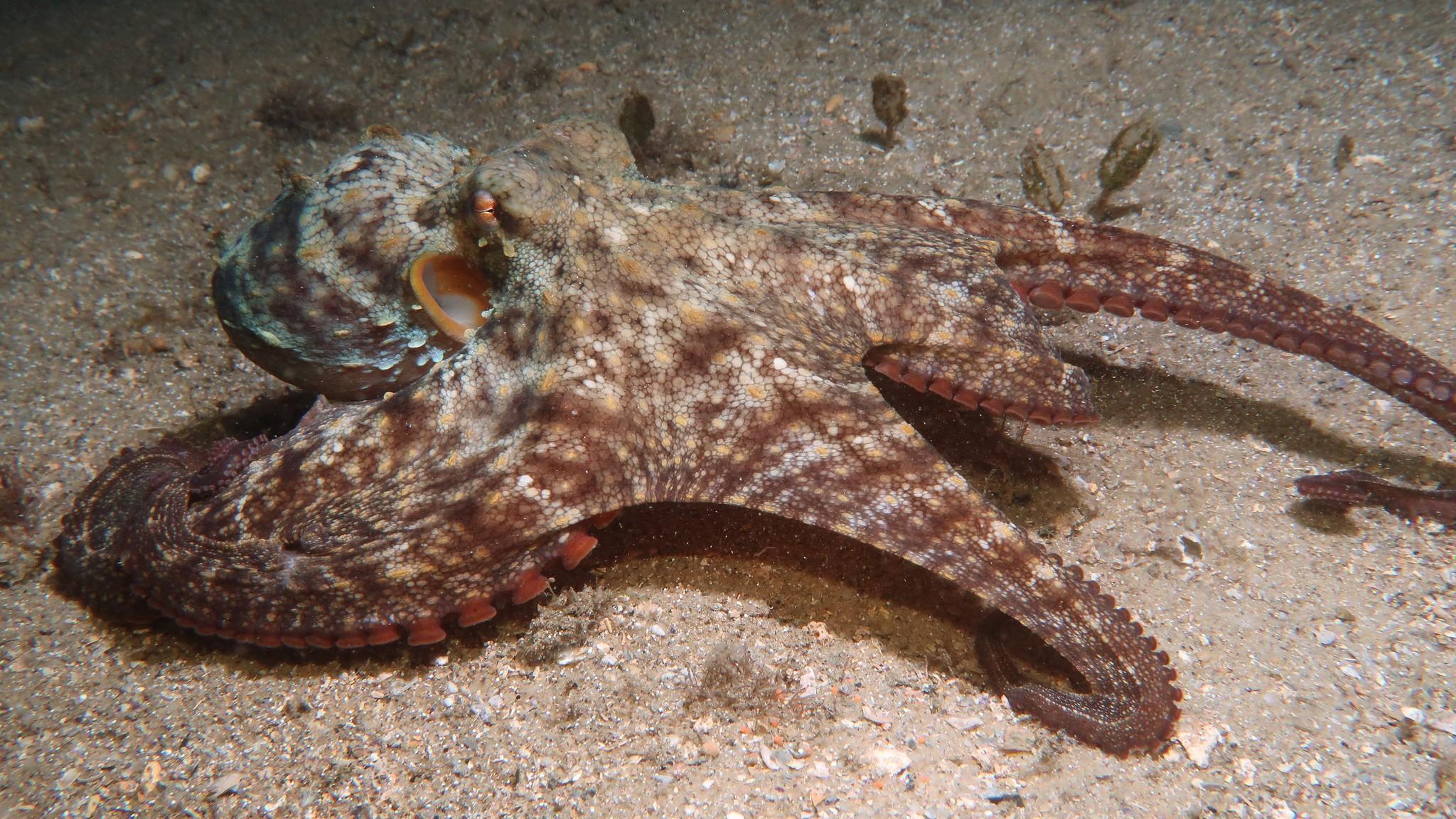 Common Sydney Octopus
