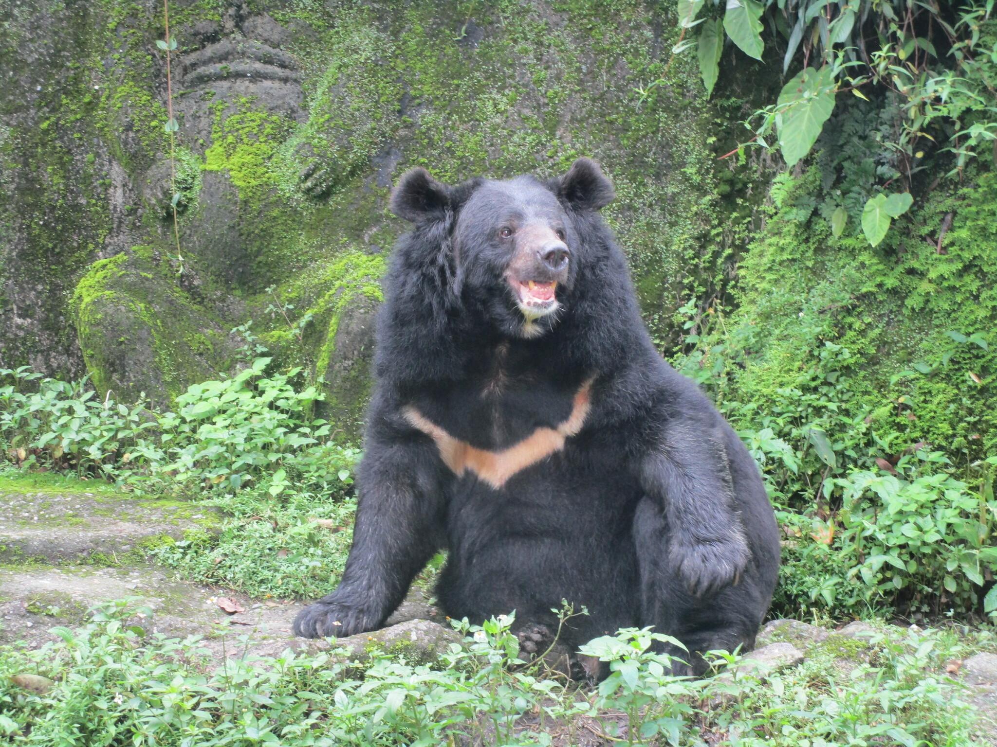 Oso de Collar