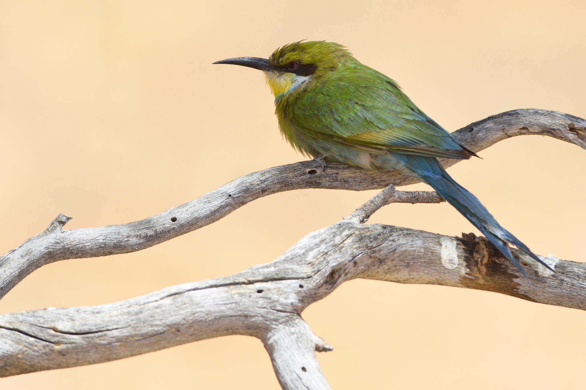 Abejaruco golondrina