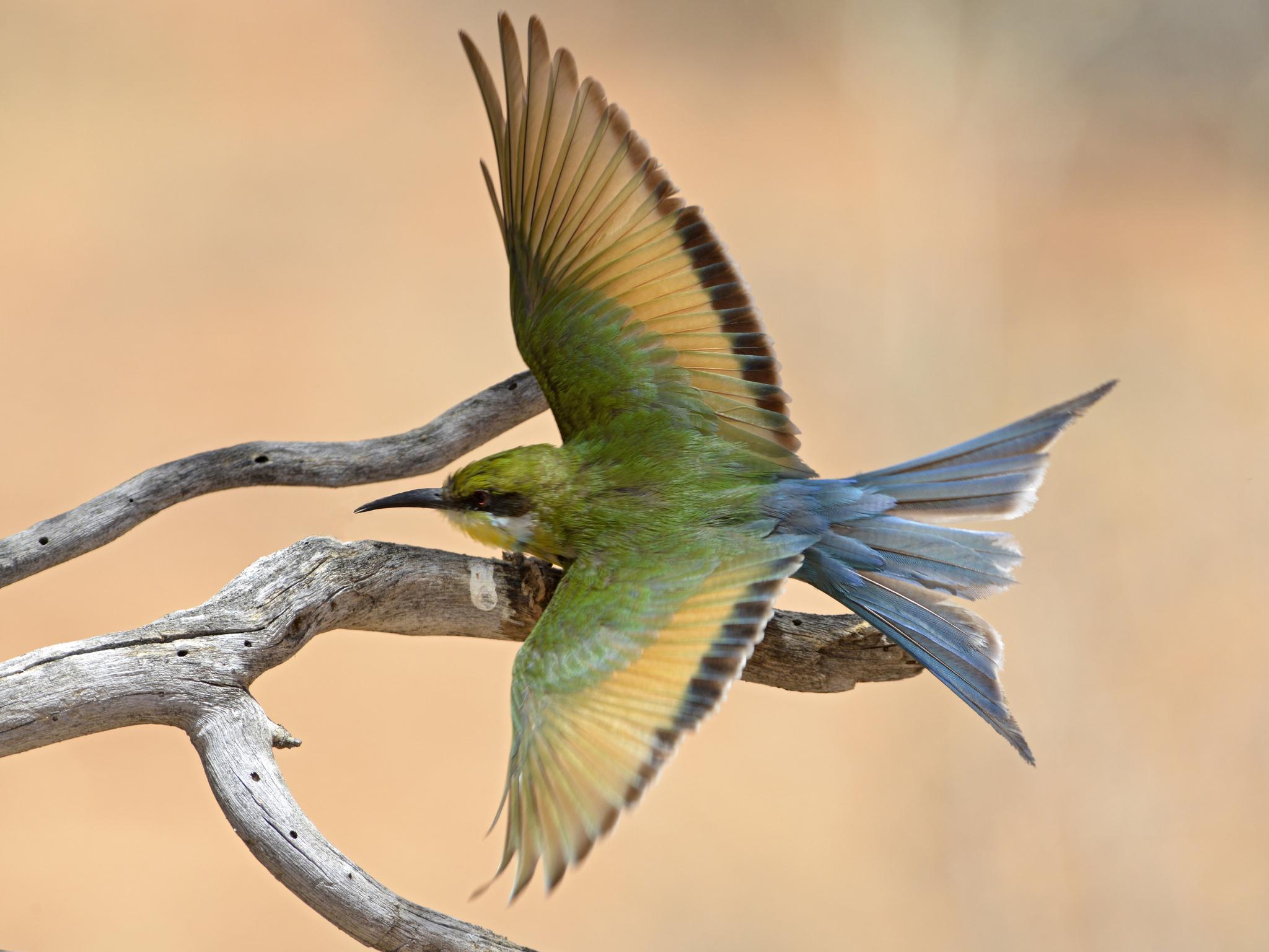 Abejaruco golondrina