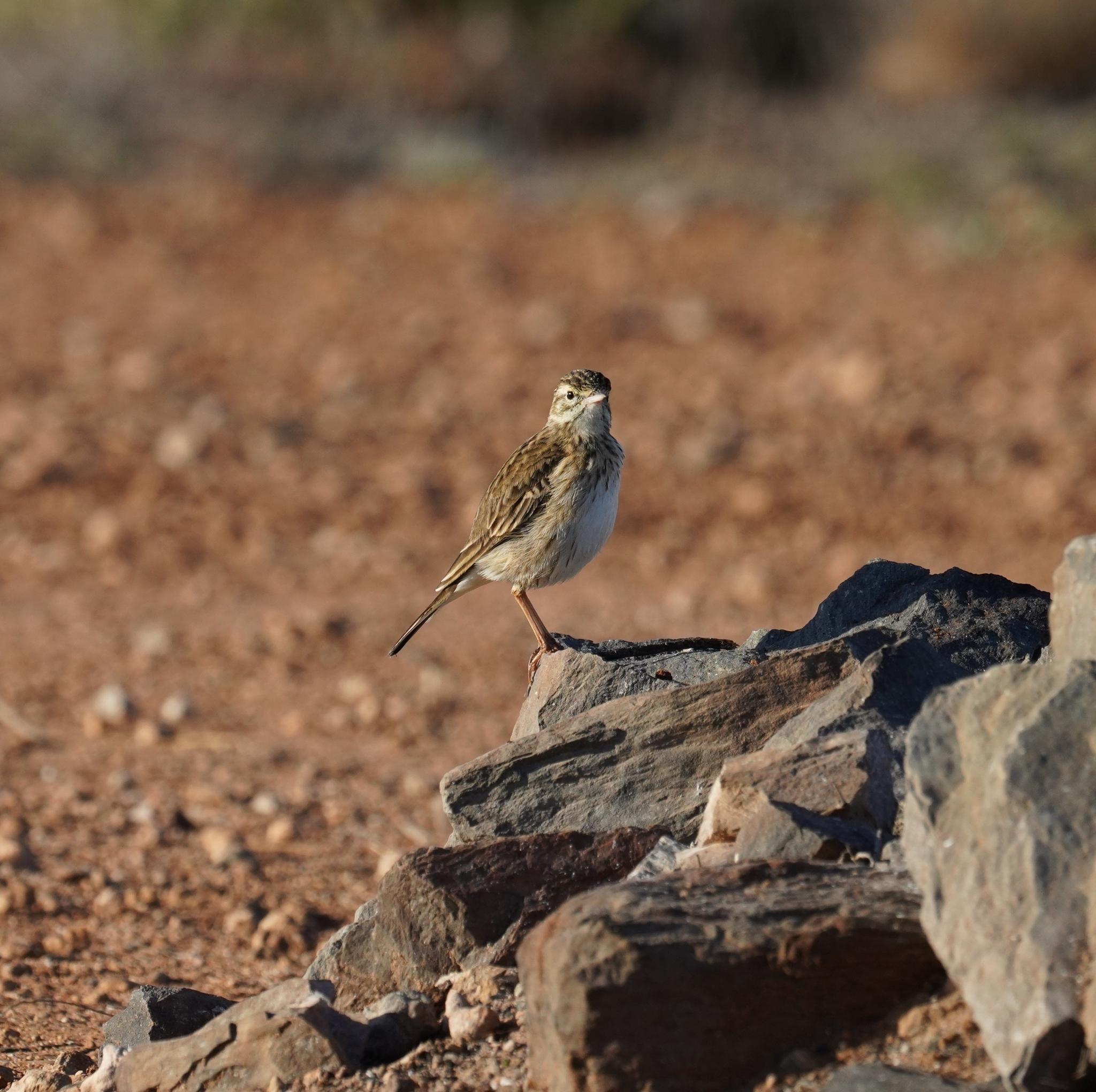 Anthus australis