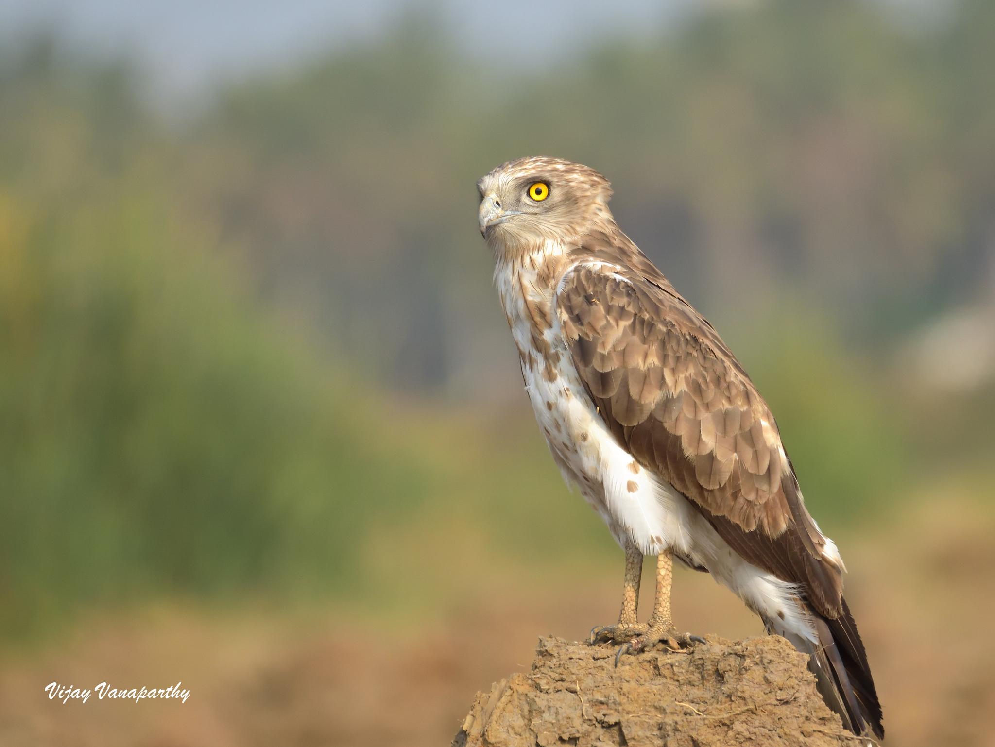 Culebrera europea