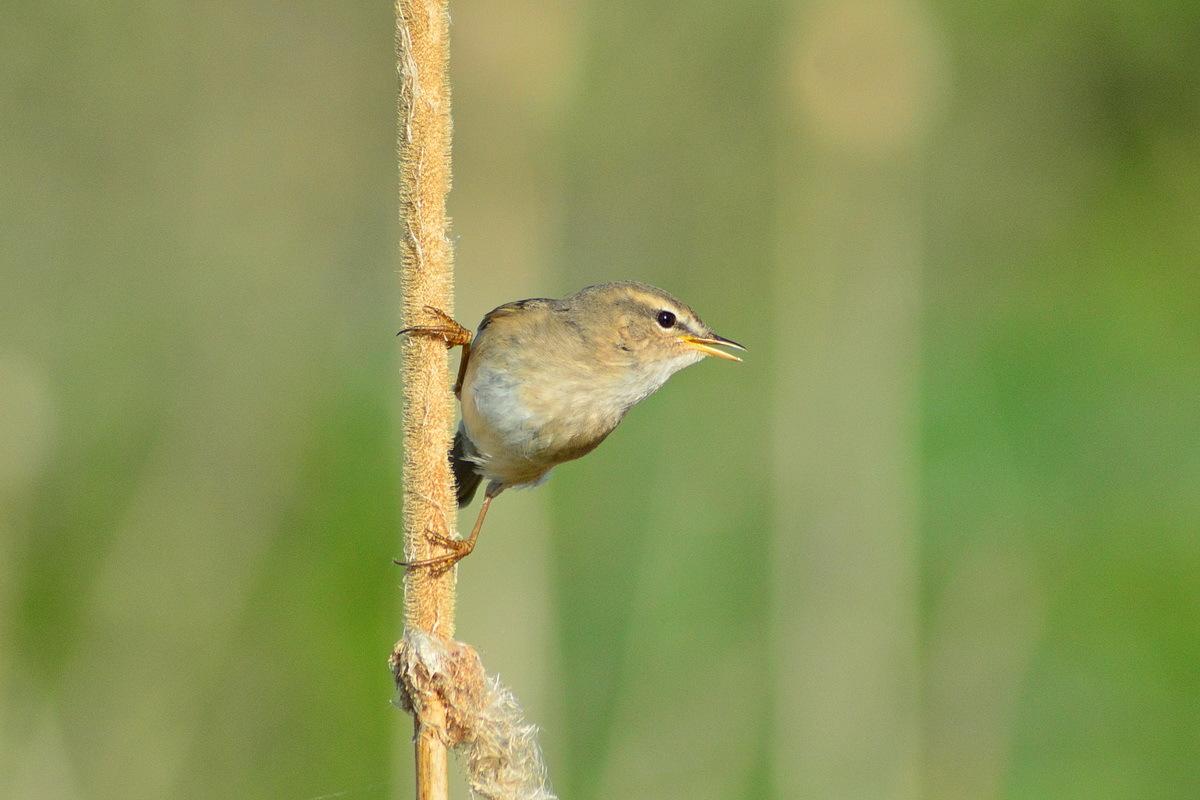 Mosquitero Sombrío