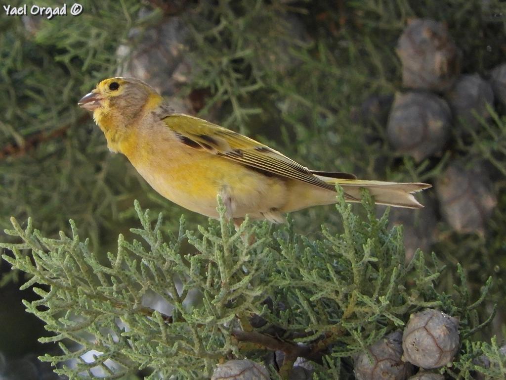 Syrian Serin
