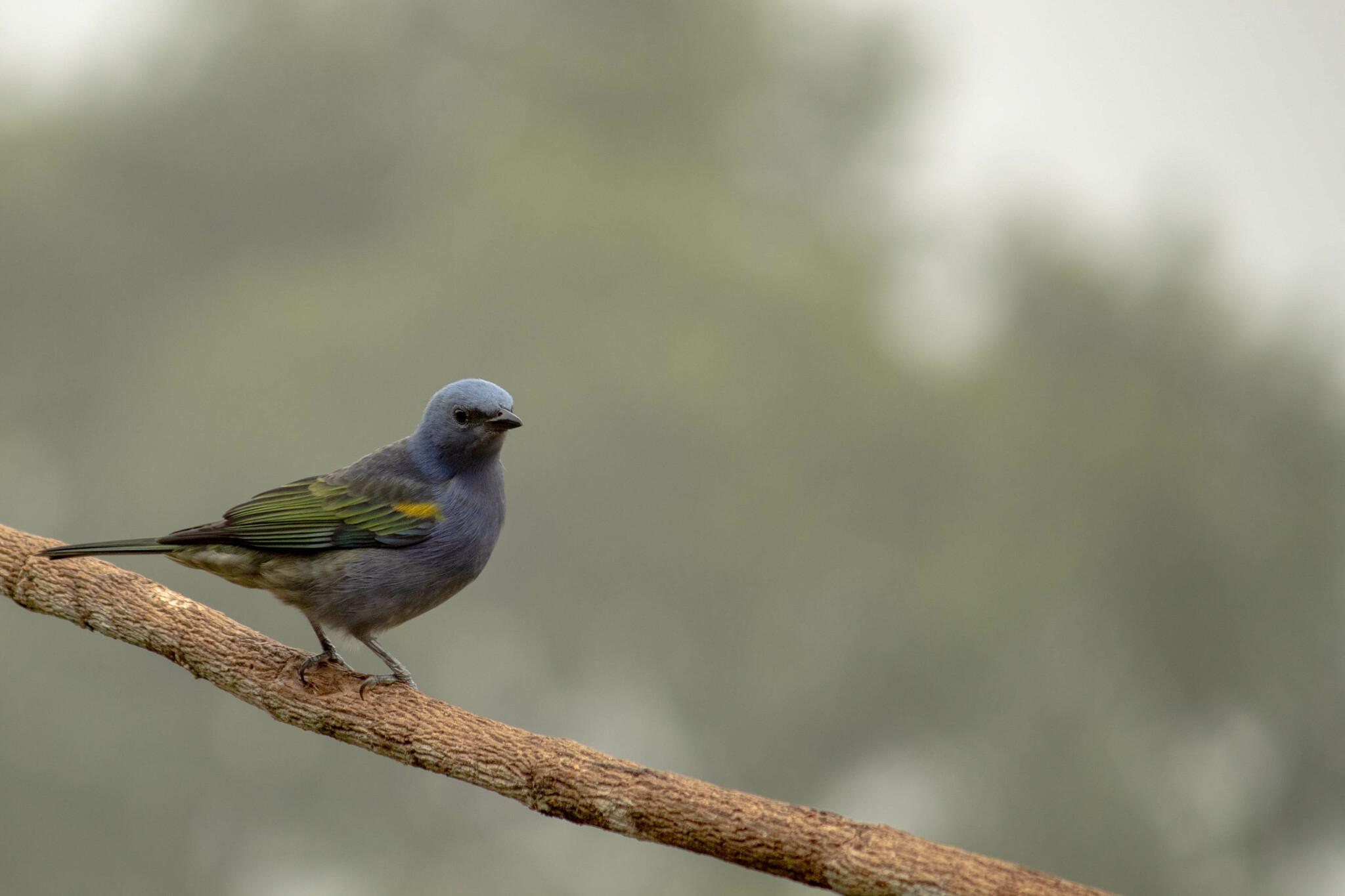 Golden-chevroned Tanager