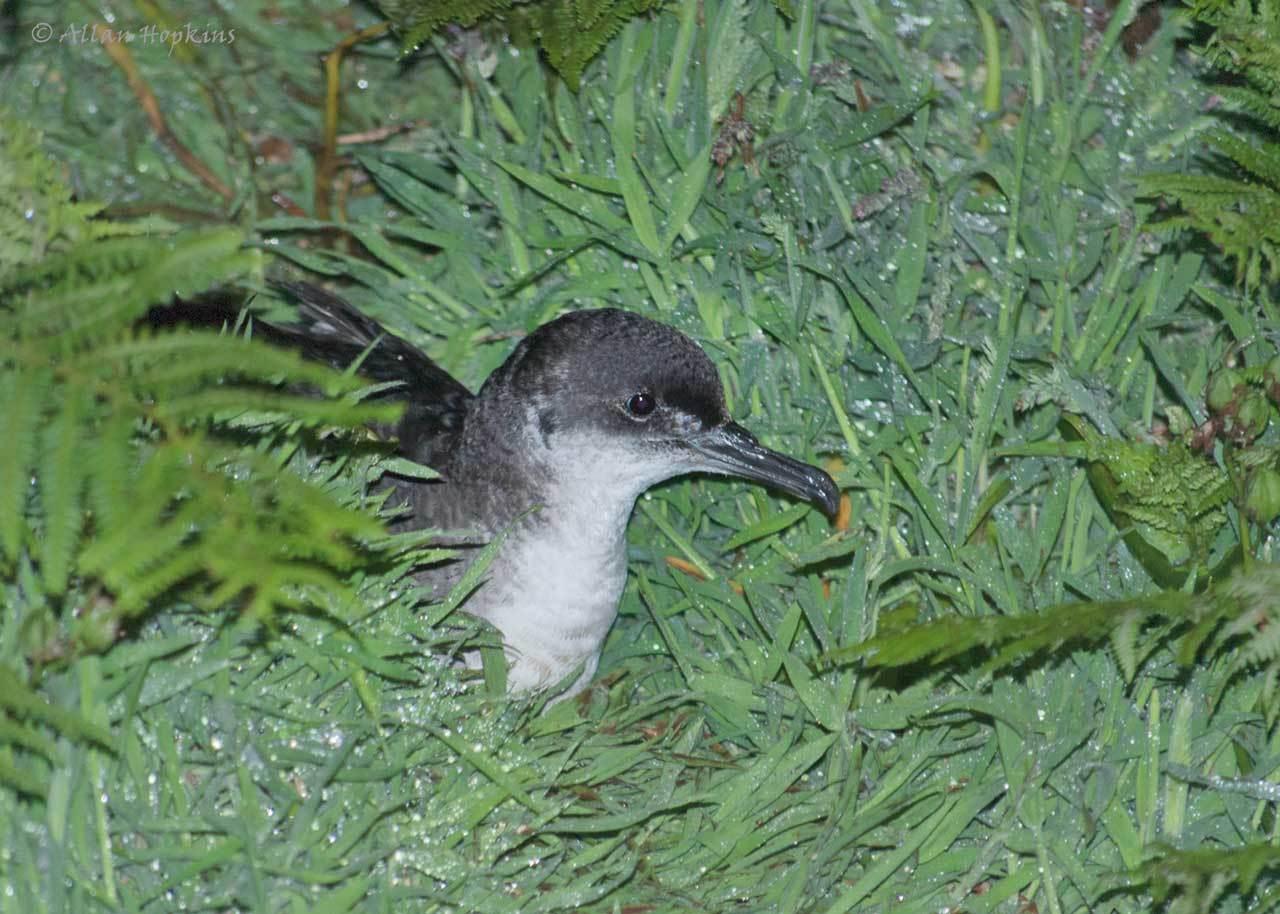 Pardela boreal