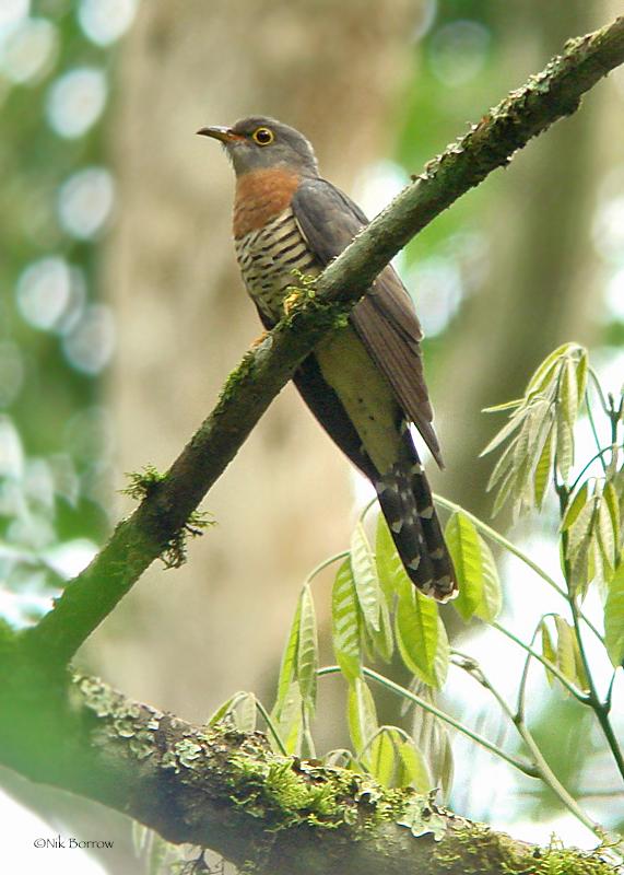 Cuco Solitario